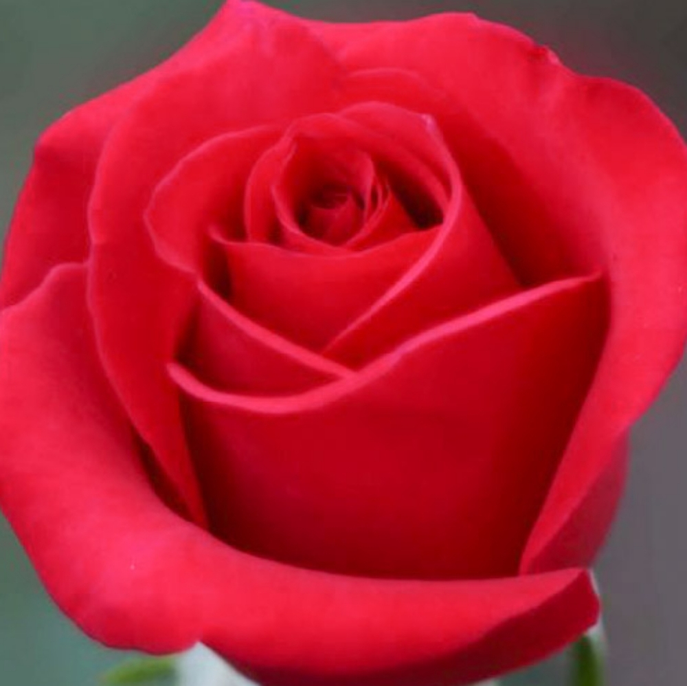 Meet your Posher, Morbid